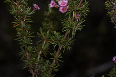 Verticordia plumosa