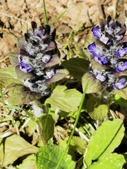 Ajuga genevensis