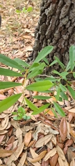 Asimina angustifolia