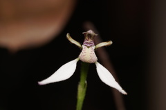 Eriochilus dilatatus