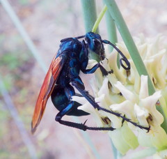 Pepsis grossa