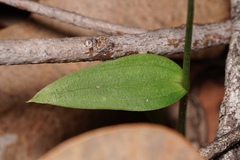 Eriochilus dilatatus