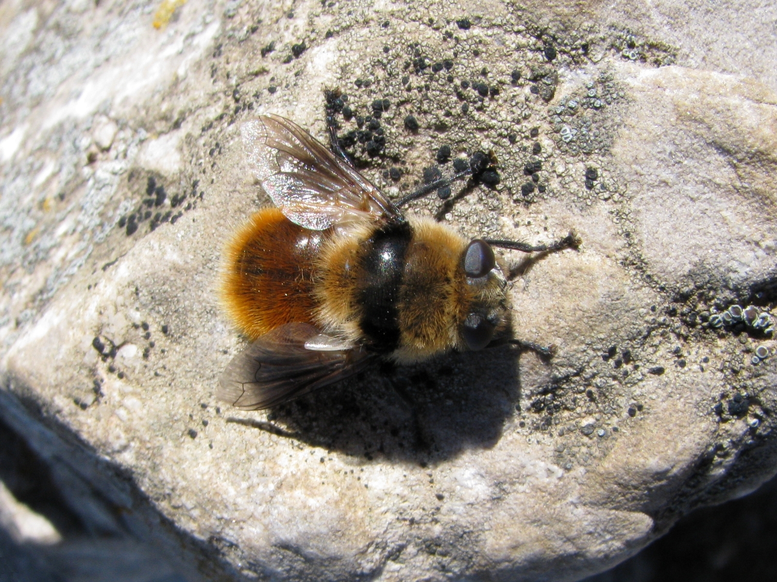 Deer Nose Bot Fly - Cephenemyia 