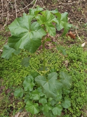 Malva verticillata crispa