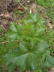 Malva verticillata crispa