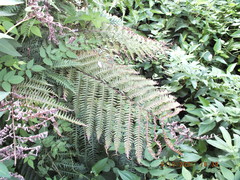 Pteris tripartita