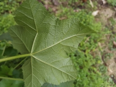 Malva verticillata crispa