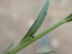 Berteroa incana