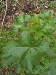 Malva verticillata crispa