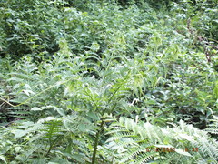 Pteris tripartita