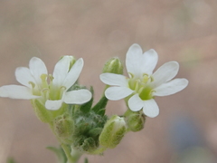 Berteroa incana