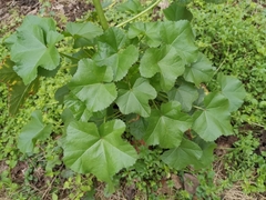 Malva verticillata crispa
