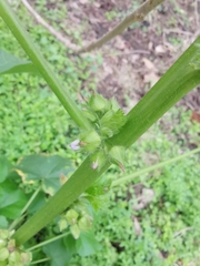 Malva verticillata crispa