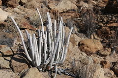 Ceropegia fusca image