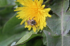 Andrena gravida