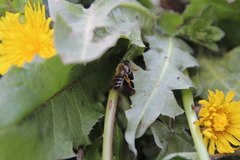 Andrena gravida
