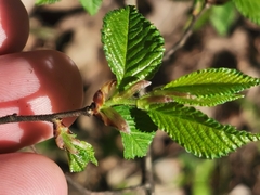 Ulmus minor