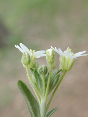 Berteroa incana