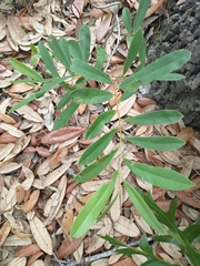 Asimina angustifolia