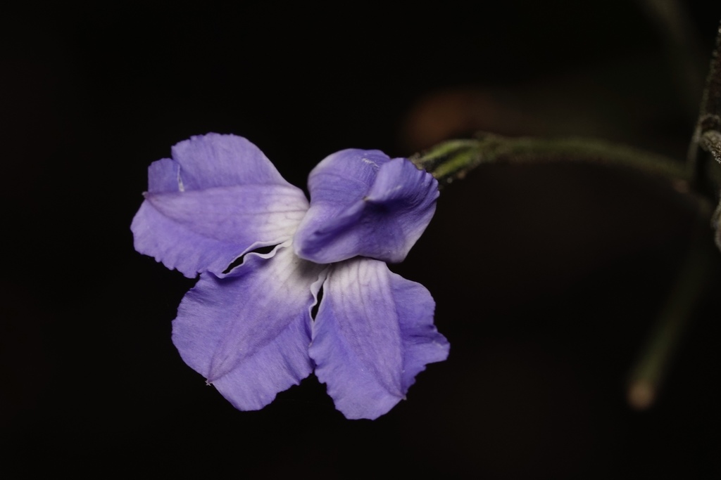 Caeruleae
