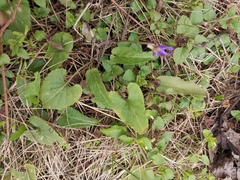 Viola philippica