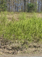 Vincetoxicum rossicum