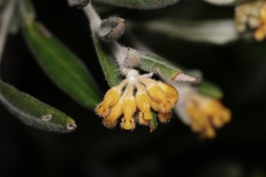 Grevillea fuscolutea