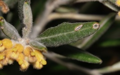 Grevillea fuscolutea