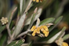 Grevillea fuscolutea