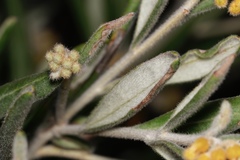 Grevillea fuscolutea