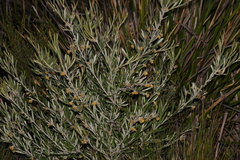 Grevillea fuscolutea