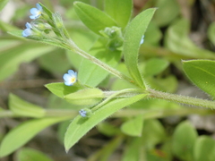 Myosotis sparsiflora