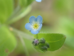 Myosotis sparsiflora