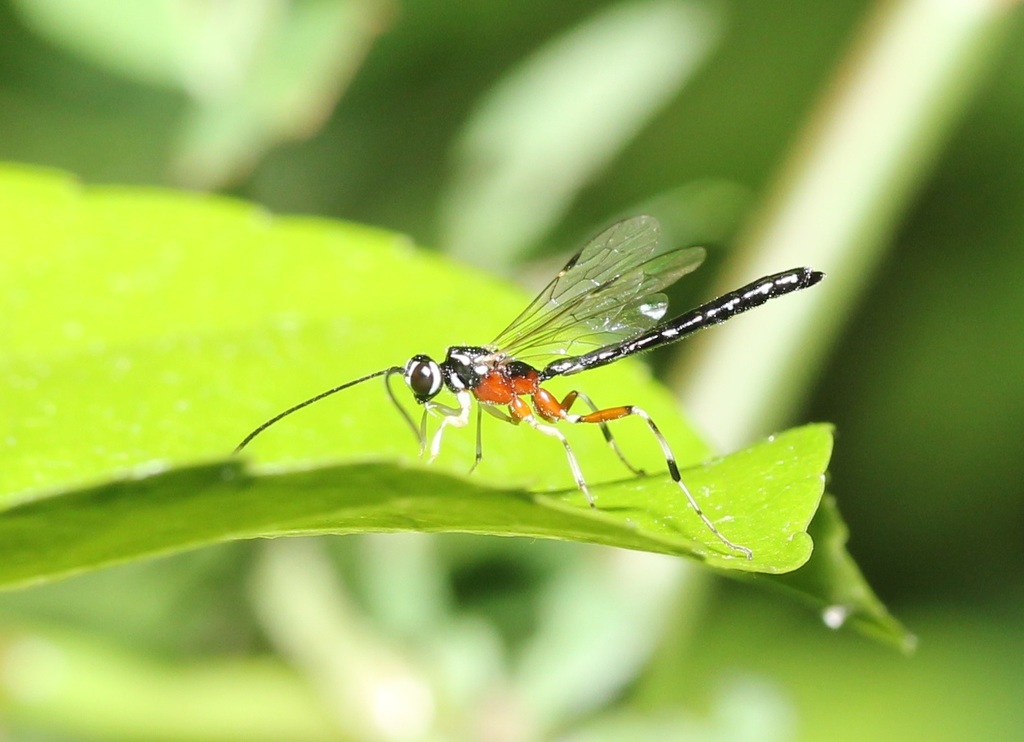 Rhyssella