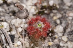 Drosera roseana