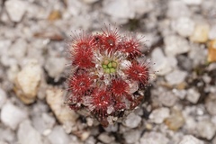 Drosera roseana