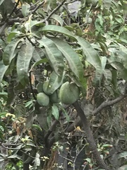 Mangifera indica
