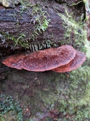 Postia pelliculosa