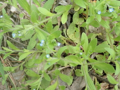 Myosotis sparsiflora