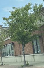 Zelkova