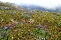 Lupinus nootkatensis