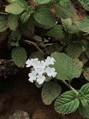 Lantana