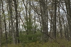 Zelkova