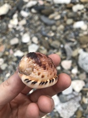 Cypraecassis testiculus