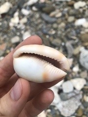 Cypraecassis testiculus