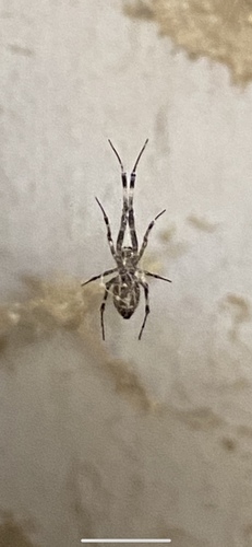 Ninja-star Ceiling Spider