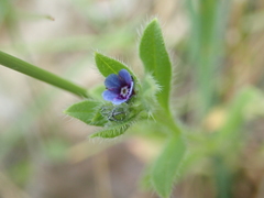 Asperugo procumbens