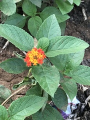 Lantana