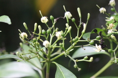 Tarenna attenuata