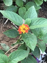 Lantana